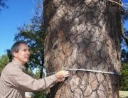 Pete Smith - Texas Forest Service